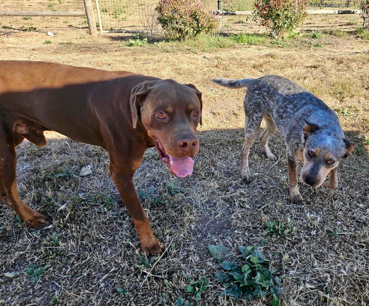 Case Closed — Two Dogs Home “Ruger & Max” (5/7/24)

Near Saddleback Road and Cumberland Road. 

#LostandFound #LostDog #BearValleySprings