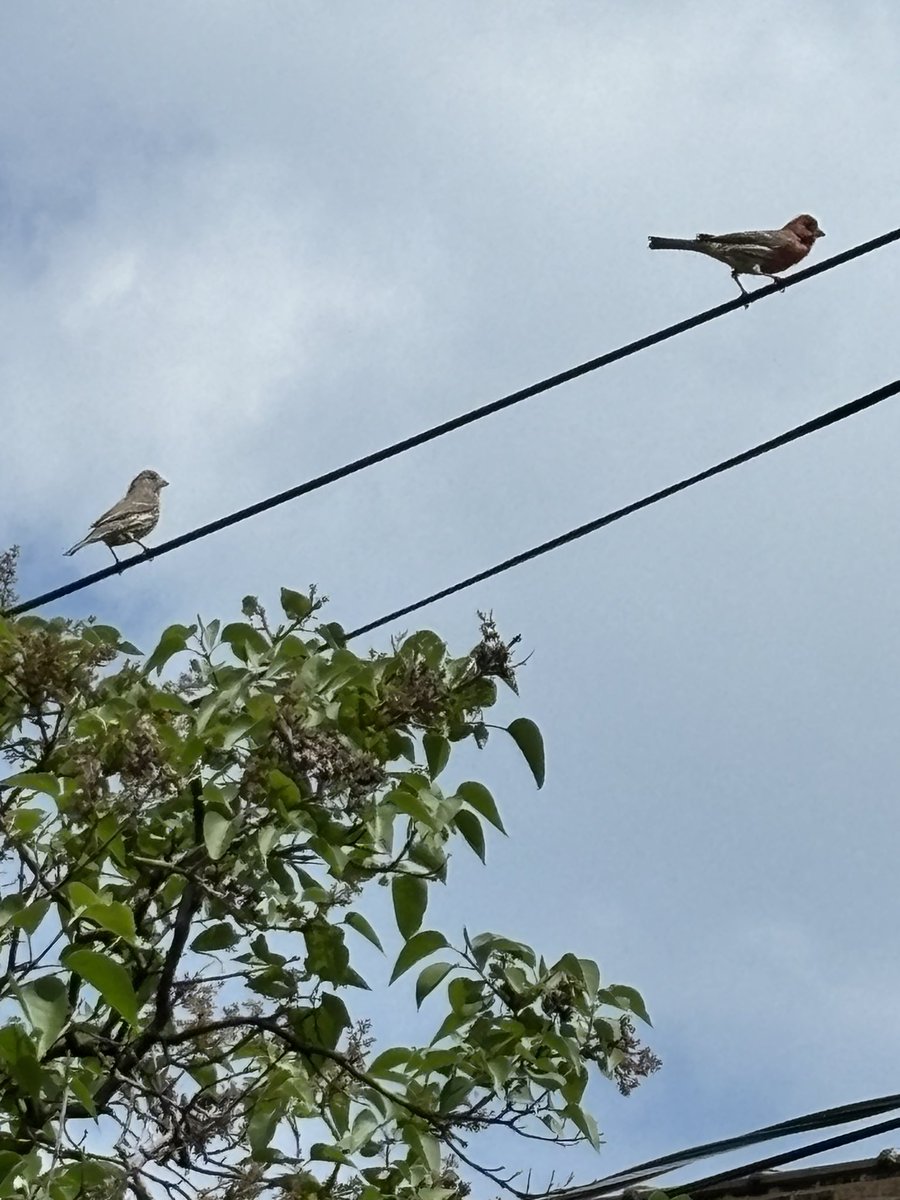 Saw these beautiful birds today. Anyone got a guess on an ID? The one on the right had a soft fade to red on his breast. (Merlin is not helping with a guess!)