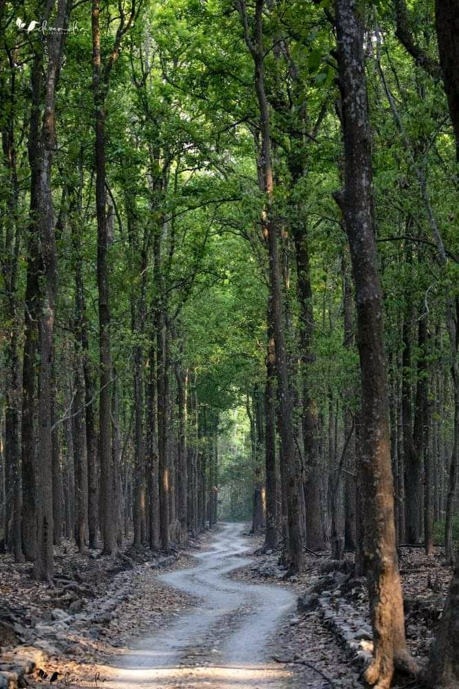 The beautiful small twists and turns on this dirt road in the Corbett National Park - just like the twists and turns in our lives! Pic courtesy, Devendra Singh IRTS (Retd.)! #forests #NationalPark #photography