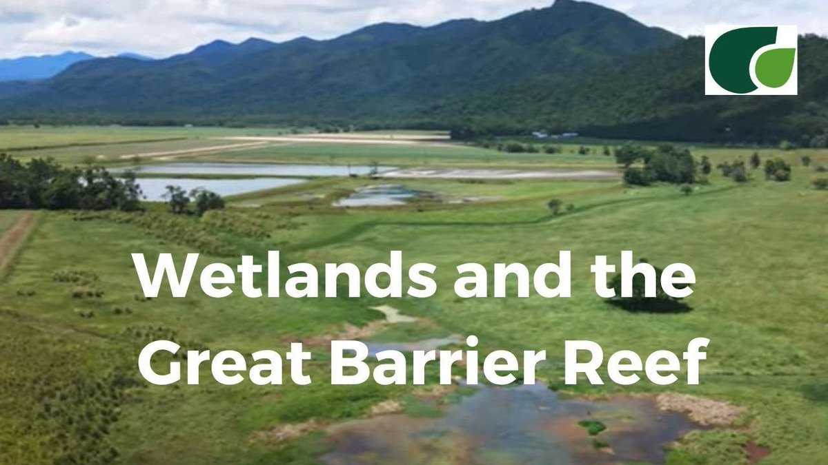 Wetlands filter water running off the land – and they’re so good at it that treatment wetlands are being engineered to help process nutrients and sediment and improve water quality.

Find out more in this video from @terrainNRM: buff.ly/3TQo4HN #greatbarrierreef