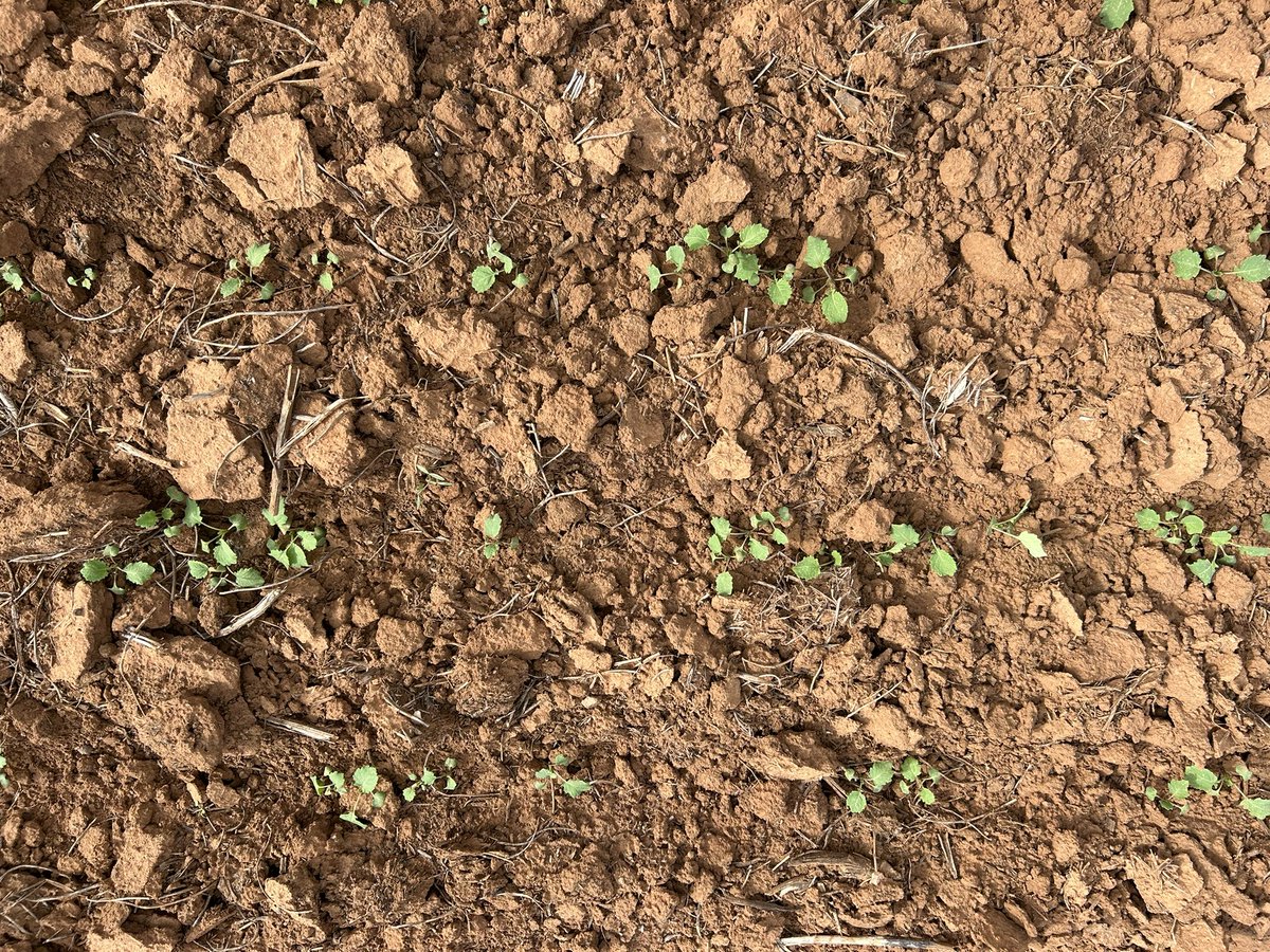 Smallest to largest seed sown at 6 cm on loam soil