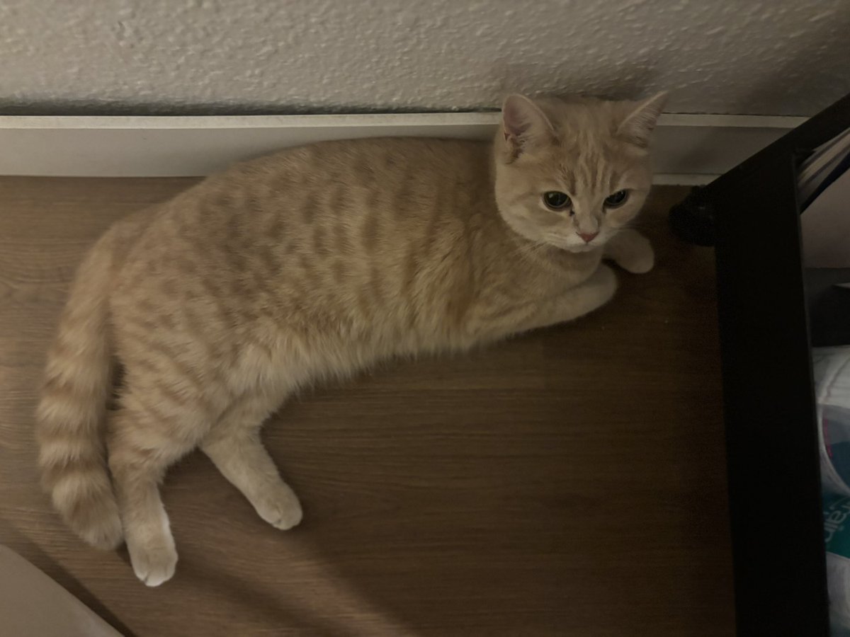 mona_bash's tweet image. #Riyadh #RiyadhSeason #cat #Foradoption #adoption #قطط #للتبني #قطة_للتبني  
قطتين تم التخلي عنهم بسبب اصابة صاحبتهم بحساسية وبحاجة لشخص يرعاهم و يتبناهم.

عمرهم ٧ شهور
لم يتم تطعيمهم و لا تعقيمهم
شخصياتهم جميلة جداً بالذات كثيفة الشعر الشيرازية شخصية لعوبة

للتبني التواصل خاص