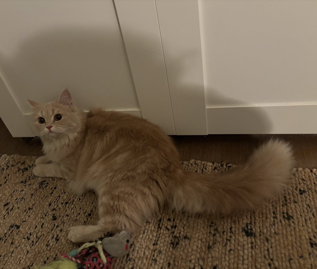 mona_bash's tweet image. #Riyadh #RiyadhSeason #cat #Foradoption #adoption #قطط #للتبني #قطة_للتبني  
قطتين تم التخلي عنهم بسبب اصابة صاحبتهم بحساسية وبحاجة لشخص يرعاهم و يتبناهم.

عمرهم ٧ شهور
لم يتم تطعيمهم و لا تعقيمهم
شخصياتهم جميلة جداً بالذات كثيفة الشعر الشيرازية شخصية لعوبة

للتبني التواصل خاص