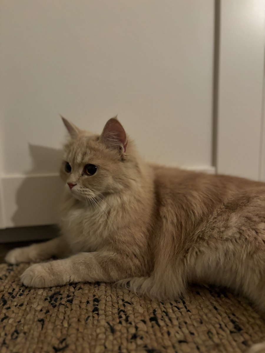 mona_bash's tweet image. #Riyadh #RiyadhSeason #cat #Foradoption #adoption #قطط #للتبني #قطة_للتبني  
قطتين تم التخلي عنهم بسبب اصابة صاحبتهم بحساسية وبحاجة لشخص يرعاهم و يتبناهم.

عمرهم ٧ شهور
لم يتم تطعيمهم و لا تعقيمهم
شخصياتهم جميلة جداً بالذات كثيفة الشعر الشيرازية شخصية لعوبة

للتبني التواصل خاص