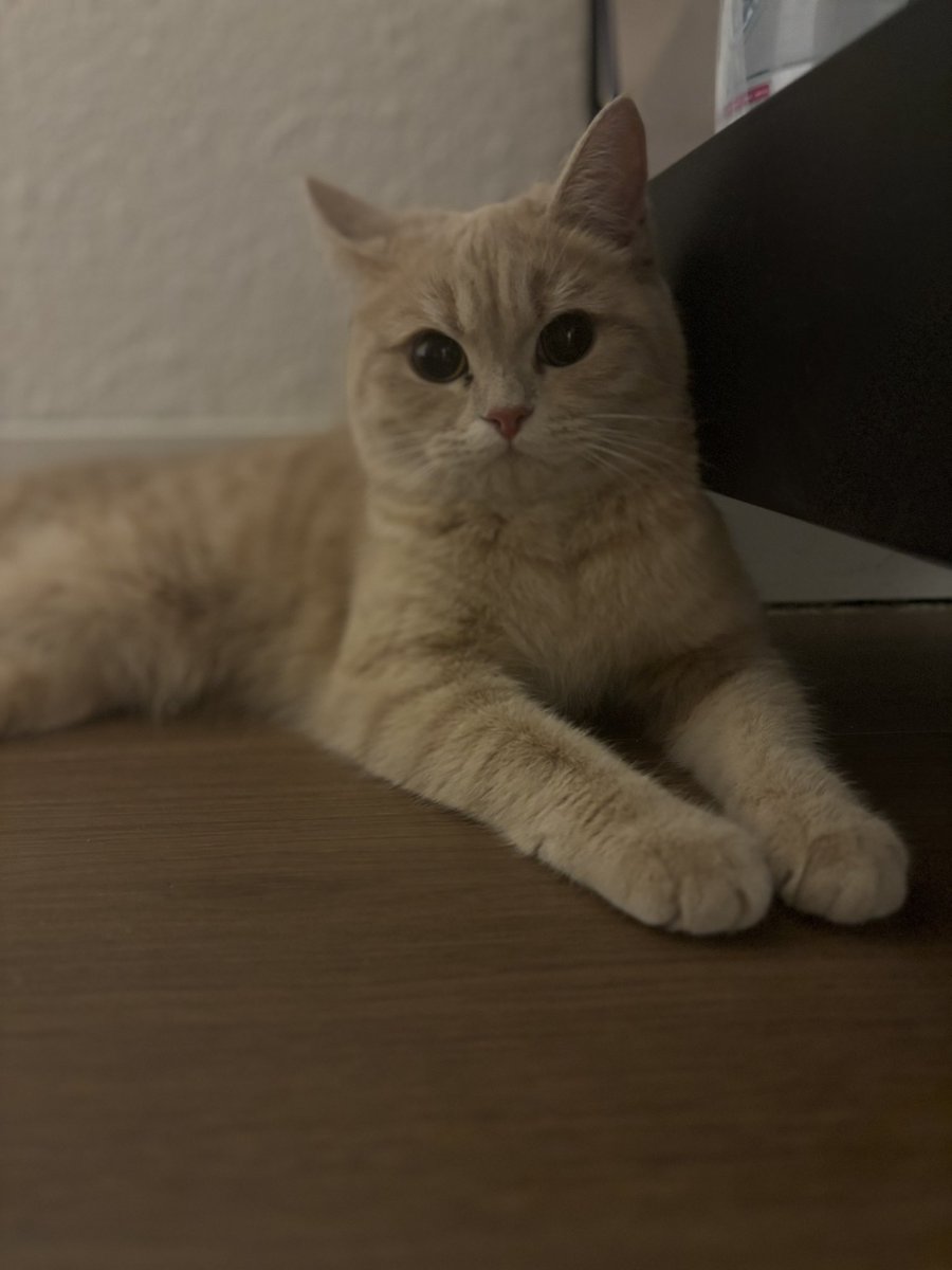 mona_bash's tweet image. #Riyadh #RiyadhSeason #cat #Foradoption #adoption #قطط #للتبني #قطة_للتبني  
قطتين تم التخلي عنهم بسبب اصابة صاحبتهم بحساسية وبحاجة لشخص يرعاهم و يتبناهم.

عمرهم ٧ شهور
لم يتم تطعيمهم و لا تعقيمهم
شخصياتهم جميلة جداً بالذات كثيفة الشعر الشيرازية شخصية لعوبة

للتبني التواصل خاص