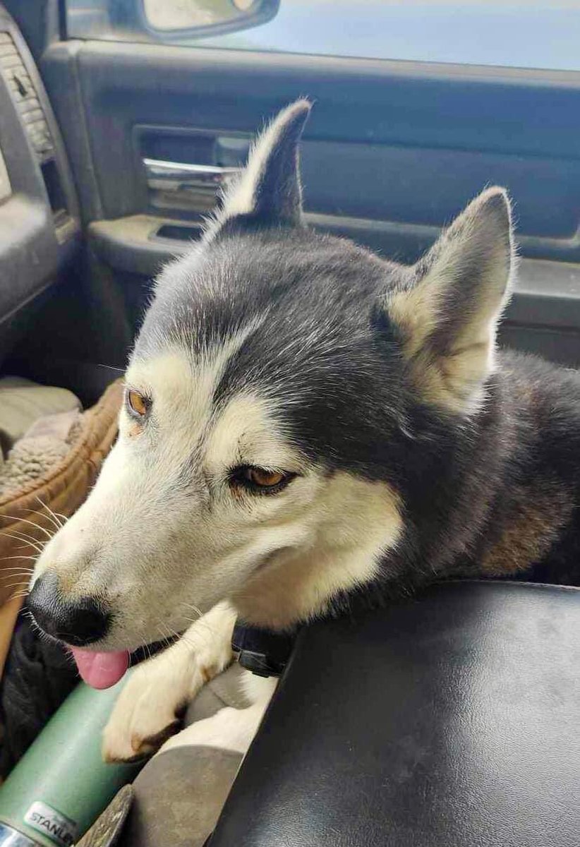 Case Closed — Dog Home “Duke” (5/4/24)

Near El Camino Drive and Deertrail Drive. 

#FoundDog #LostandFound #BearValleySprings