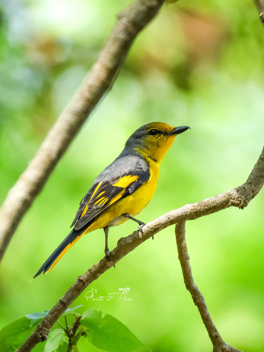 Scarlet Minivet, a small but very colorful and cute bird. Both male & female are extremely beautiful. I was lucky to get both of them together.
Pics-Scarlet minivet ♂️&♀️
#BBCWildlifePOTD #natgeoindia #ThePhotoHour #BirdsOfTwitter #wildlife #photography #BirdsSeenIn2024 #Birds🐦
