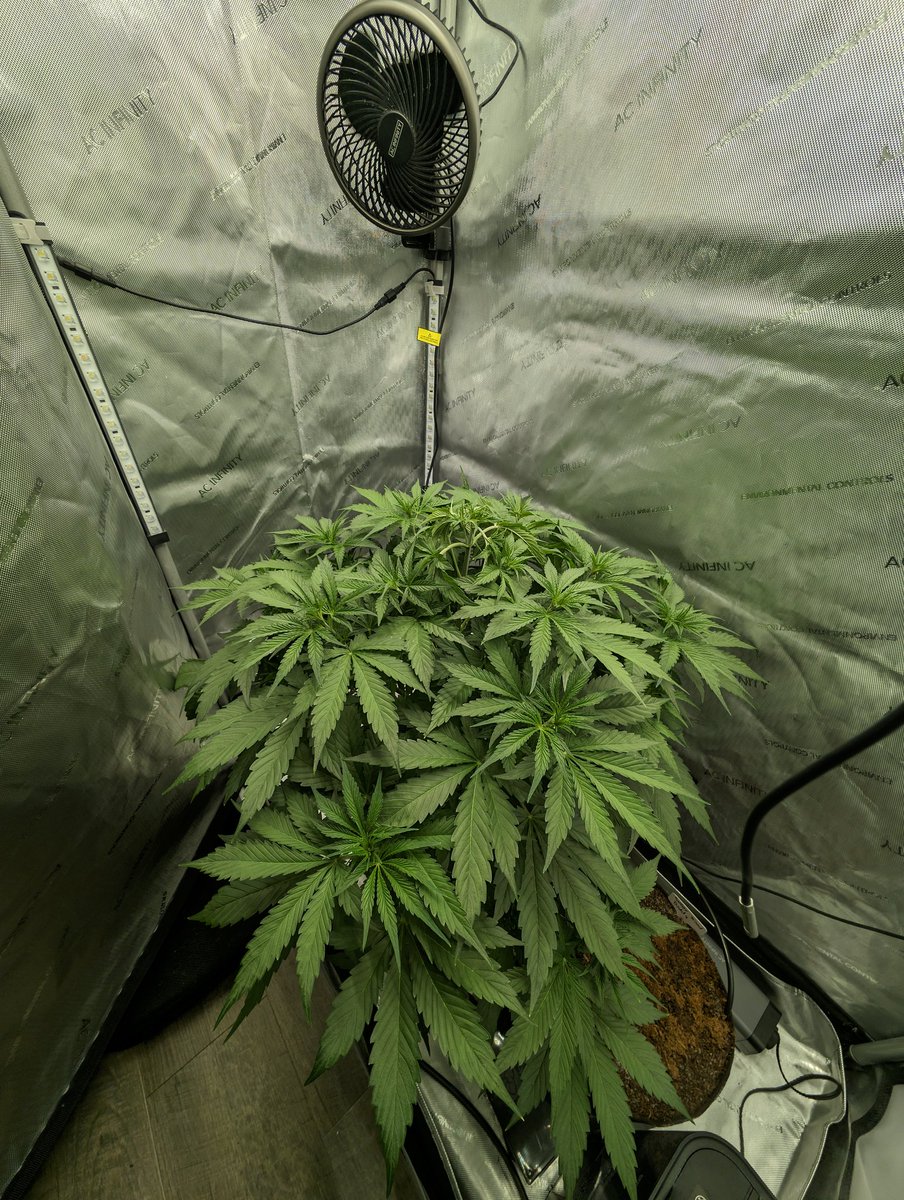 Day 30 of my @walipini & @walipinibank #Autoflower run. Gigastomper

She took that topping like a boss! This is her alread great leaf tucking her and getting that canopy even in 2 days I want to defoliate! 

Wanna Grow like me?! 
Gear I'm Using:
@autopotusa
@walipini
@cropsalt…