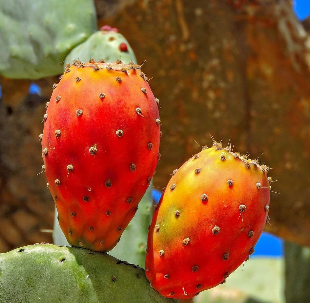 Recent News – Cactus (Opuntia ficus-indica) Fruit May Help in Managing Obesity by Lowering Triglyceride Levels 
The study examined extracts from the peel and pulp of cactus fruits to see if they could lower triglyceride levels in fat cells. 
1 ）