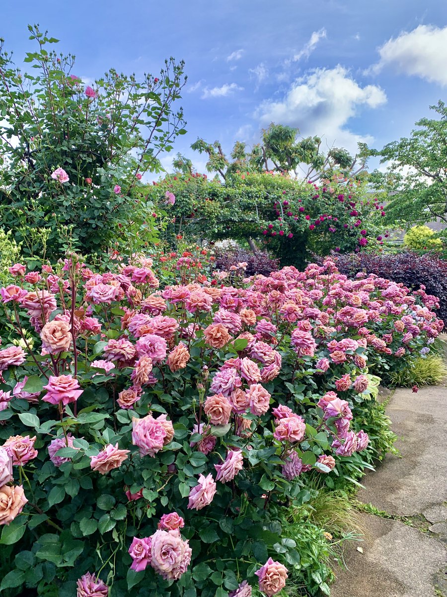 yokohama_eg's tweet photo. 【5/8(水)✿本日のガーデン園内の様子✿①】
本日の園内の様子をお届けします🌼
ローズ・トンネルが色付いてきました！その他エリアのバラは満開です🌹
一年で最も華やかなシーズン、ご来園是非お待ちしております♪ https://t.co/e1K6oiUUUB