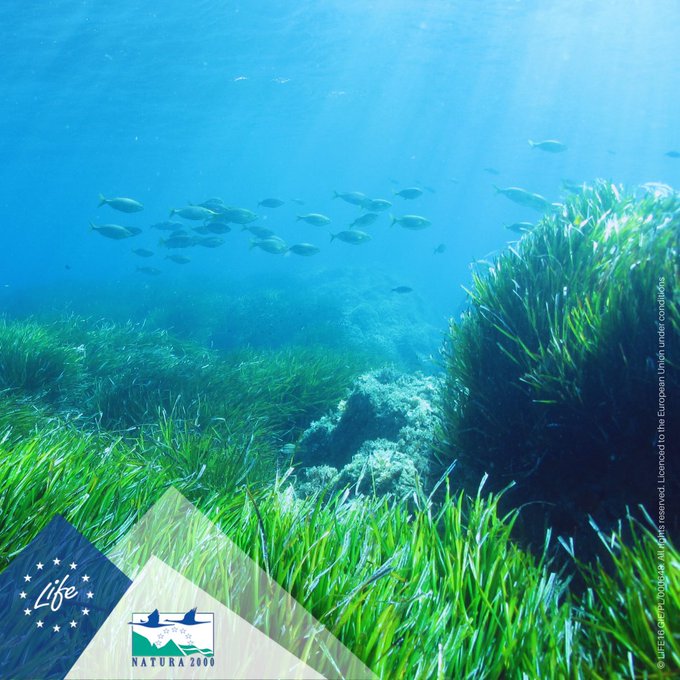 The coasts of France🇫🇷 hide unbelievable biodiversity🐟

#LIFEProject @LifeMarha  is on a mission to restore and preserve the French marine #Natura2000 sites🌊

follow @LIFEprogramme's latest article & join the efforts to protect #OurOcean: europa.eu/!TkHYGF

#EUOceanDays