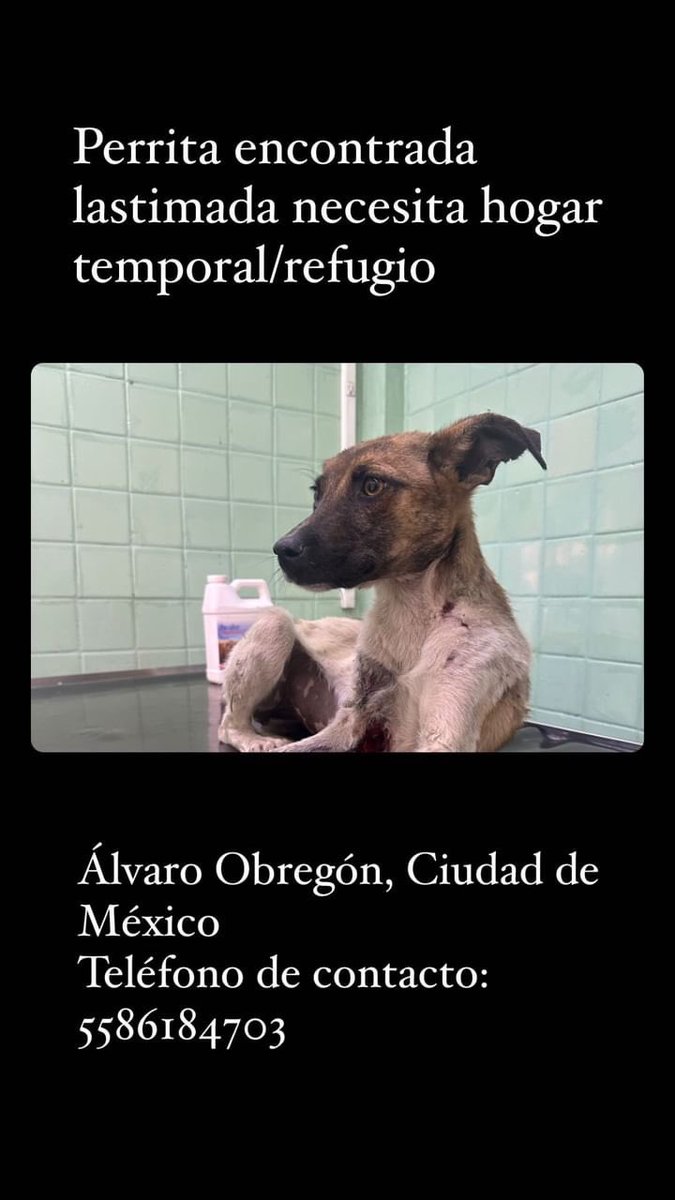 Amigos, encontraron a esta perrita muy lastimada, parece que la atropellaron 🥺🥺🥺

Nos ayudan a conseguirle casita u hogar temporal 🙏🏻🙏🏻🙏🏻🙏🏻

Por fa rt 🙏🏻🙏🏻🙏🏻🙏🏻