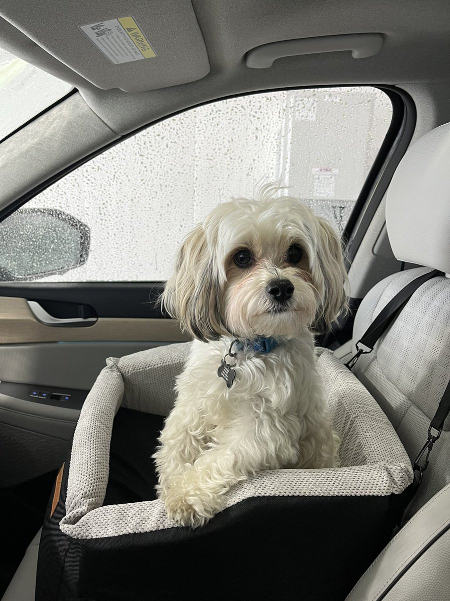 Mom got a new car, and I got new car seat.  I liked the old car when I could scratch up the dashboard and sit wherever I wanted.
