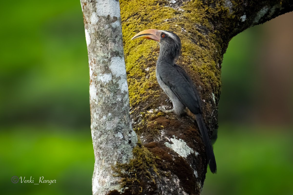 Happy morning ☀️🌱
Malabar grey hornbill 🐦
The Malabar gray hornbill (Ocyceros griseus) is an endemic bird of  Western Ghats and associated hills of southern India. @atrpollachi #ThePhotoHour #IndiAves #BirdsOfTwitter #birdseenin2024