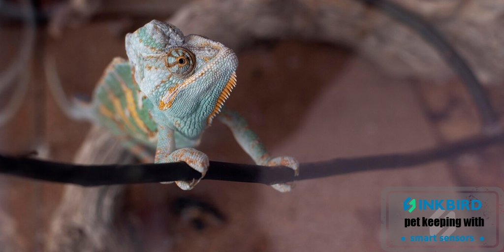 What's your first #animal to have in the #vivarium?

#experience #chameleon #pet #reptile #Tips #wednesdaythought