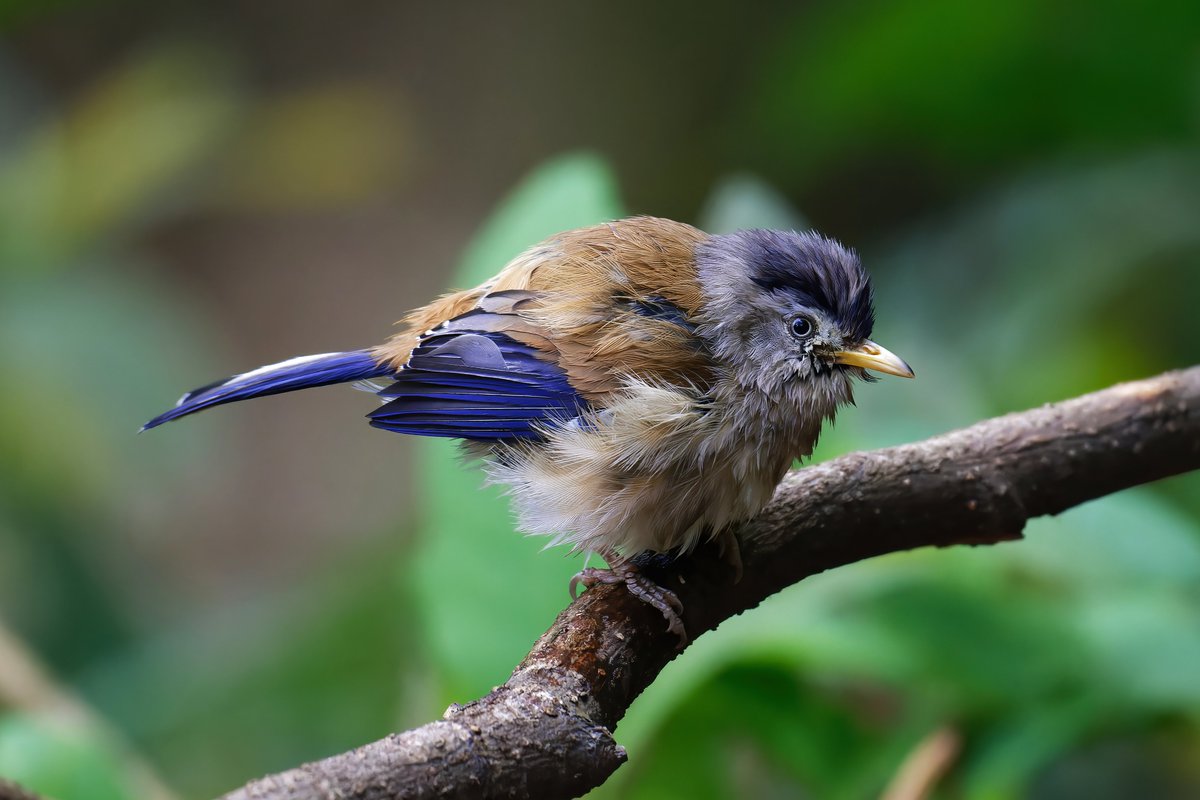 Vivid Avian Delight: Exploring the Blue-winged Minla in Lowland and Foothill Forests!

@pargaien @UKNikon #indiaves @Natures_Voice #ThePhotoHour #BBCWildlifePOTD @AnimalPlanet @DiscoverKorea_ @WildlifeMag @NikonUSA #natgeoindia #BirdsOfTwitter @DiscoverMag #BirdsSeenIn2024