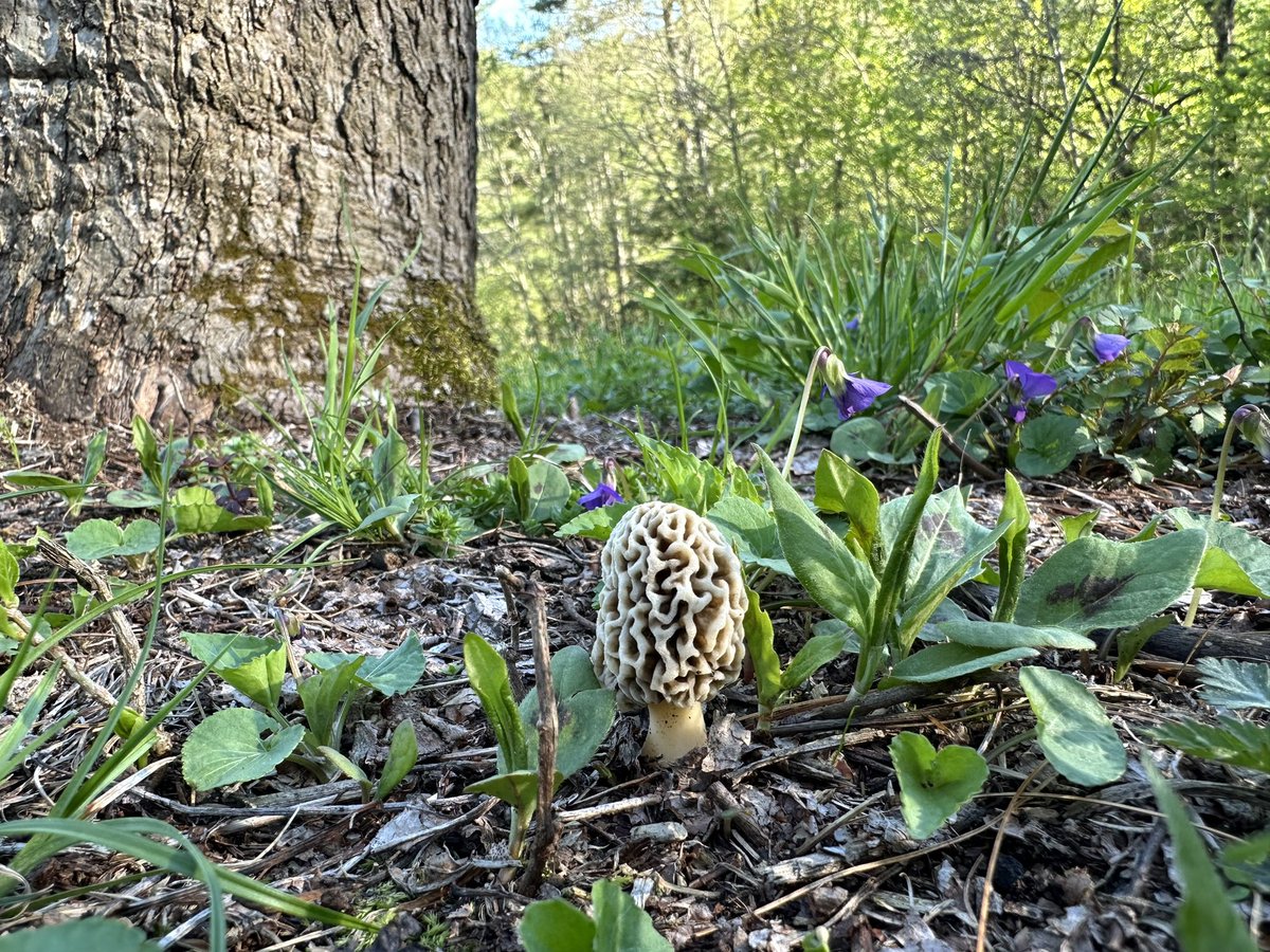 Found Liza Moreli under one of the apple trees today #morel