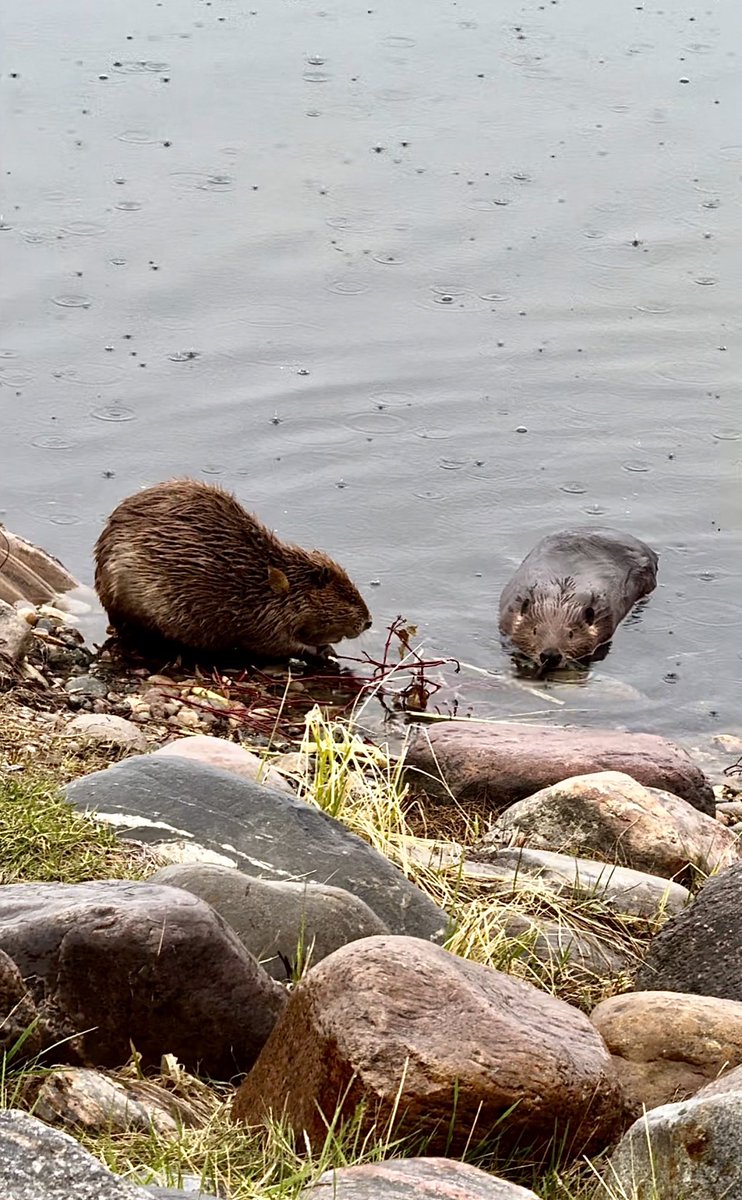 I was taking some photos in the rain when I came across these two! Such a lovely evening. #Beavers #wildlifephotography #Rain #RainyDay #Outdoors #nature_lovers #Nature_Perfection #Nature_Brilliance