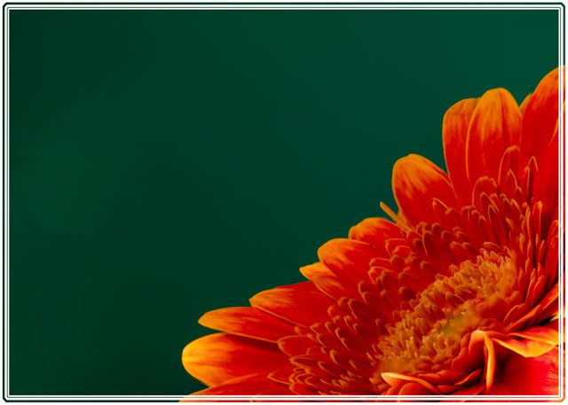It's a #pleasure to #produce #images like this which are available for #brochures, #fliers & #magazines. This #macro #photo of an #orange #Gerbera #flower shot in the @photos_dsmith #studio is available from the #website. #flowerphoto #photography #art #PhotographyIsArt #artistic