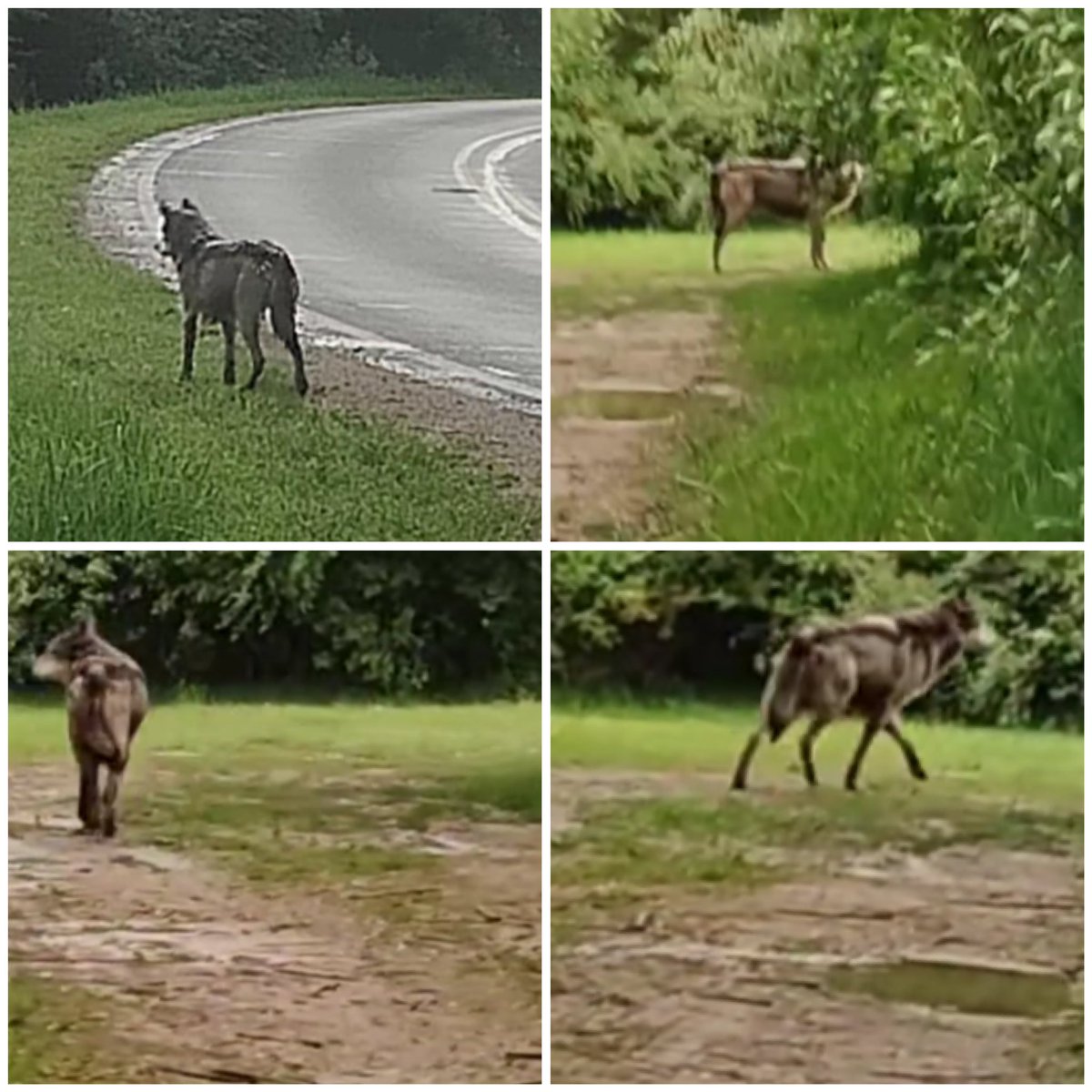 WildlifeBioGal's tweet image. Someone from my hometown in West Michigan posted this, so I thought #sciencetwitter would have a fun time showing off their ID skills.