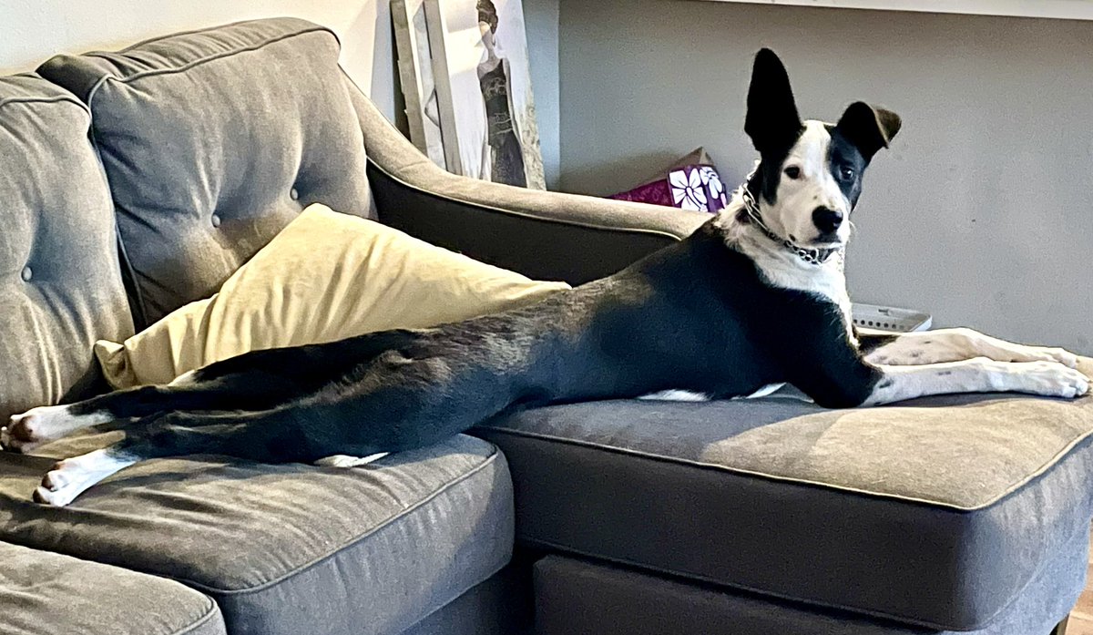 StephMoranReed's tweet photo. 😂 Caption this! My dog Mamba. https://t.co/3LEJXiTMYU