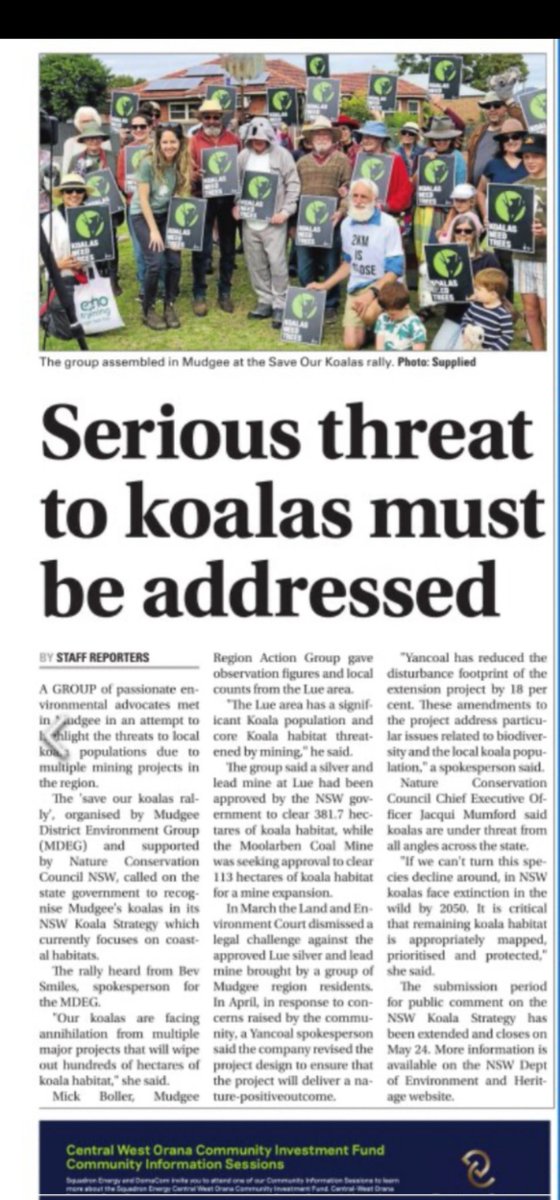 1000 acres of trees and healthy koalas would be lost if @MinesSilver Bowdens lead mine @MudgeeRegion goes ahead. Even more if they ever work out how to get power to the site and get it assessed. Save #Mudgee from lead mines. Save #koalas @tanya_plibersek Article Mudgee Guardian.
