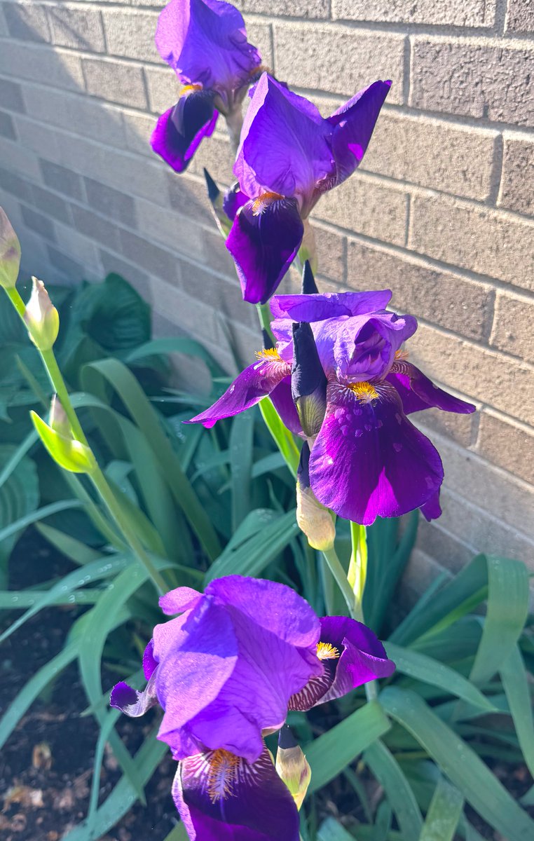 Today I told myself to stop and smell the irises. 
A challenging day at school
A challenging day with my own kids
I couldn’t attend a SCBWI meeting
But I did get some writing done
And the irises were spectacular