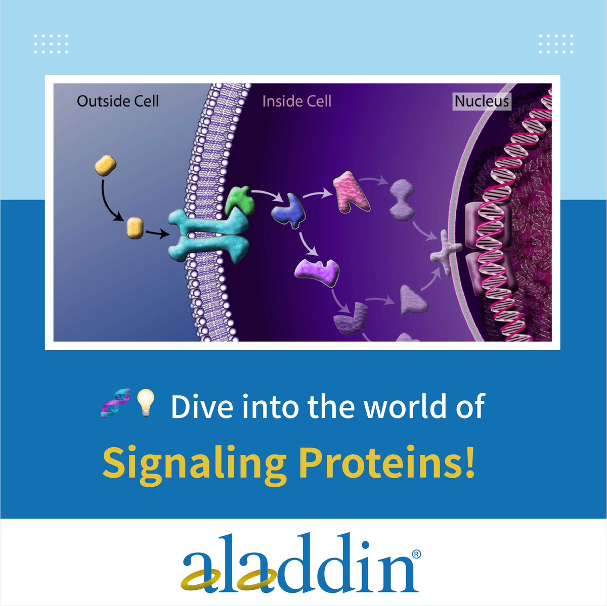 🌟 Dive into the world of Signaling Proteins! 🧬💡
These molecular messengers regulate vital cellular activities, from growth to immune response. 
#Science #CellBiology #SignalingProteins #AladdinScientific
aladdinsci.com