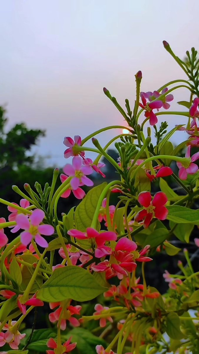 ভাগ্য লিখন যায়'না খন্ডন বিশ্বাসীদের কথা, এই জগতের সবার ভাগ্য আগেই লেখা যথা। নির্ধারণ রয় ভাগ্য সবার সন্দেহ নাই কোনো, কর্মের মধ্যেও ভাগ্য বদল সকল লোকে জেনো। কর্মের ফল রয় নির্ধারিত কর্ম লোকের ইচ্ছা, যেমন কর্ম ফলটা তেমন ভাগ্য দোষটা কিচ্ছা। শুভ সকাল ☀️🍃🌺🌿🌸🌈