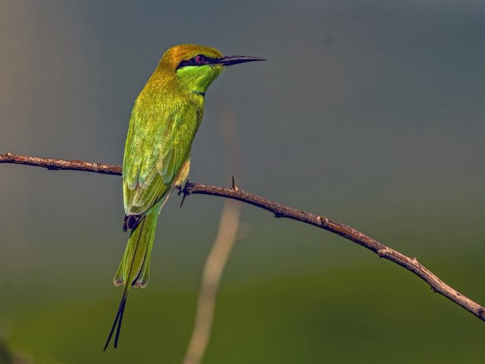 Life is a journey of constant renewal, where each moment offers the freshness of a new beginning.

A flash of emerald: Green bee eater.
 #TwitterNatureCommunity #IndiAves #NaturePhotography #BBCWildlifePOTD #NatureBeauty #incrediblebirding #birdphotography #BirdsSeenIn2024