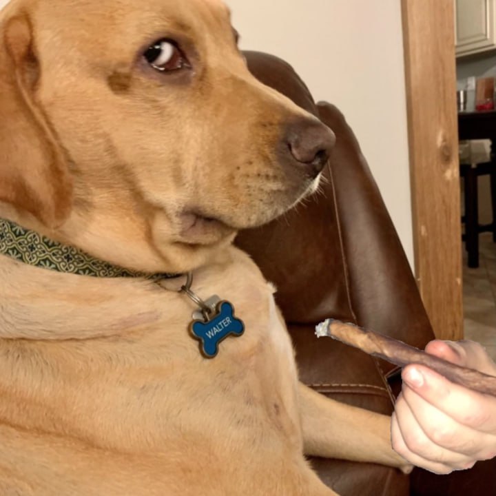 Side Eye Dog Coin | SOLANA tweet media