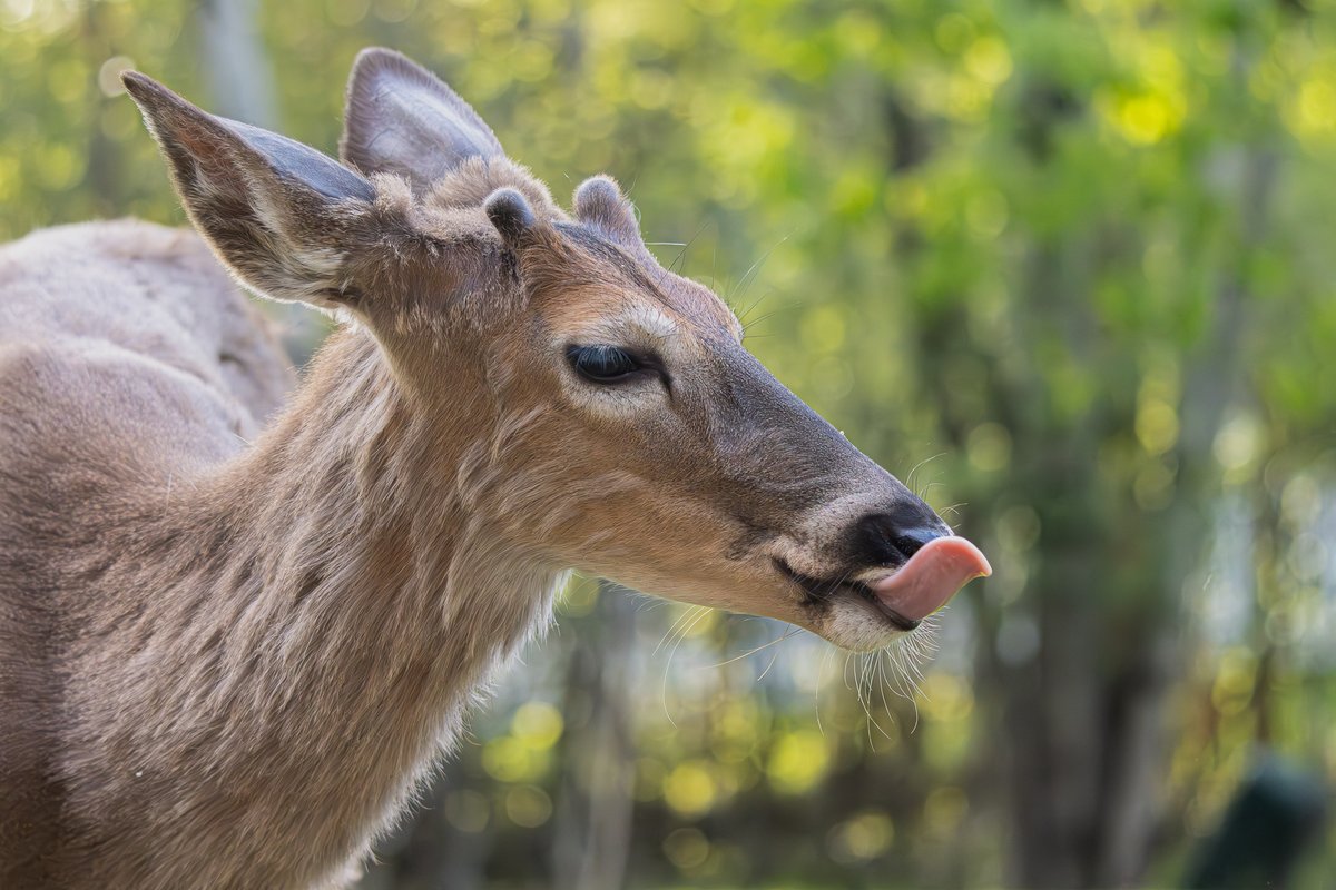 John Doe says 'You call THAT #TongueOutTuesday ??'
#deer #NaturePhotography #wildlifephotography #photography #Buffalo