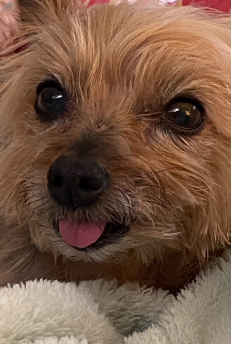 Happy Tongue Out Tuesday Everyone 😛 I made it just in the nick of time 🥰 #TongueOutTuesday #DogsofTwitter #DogsofX #ZSHQ