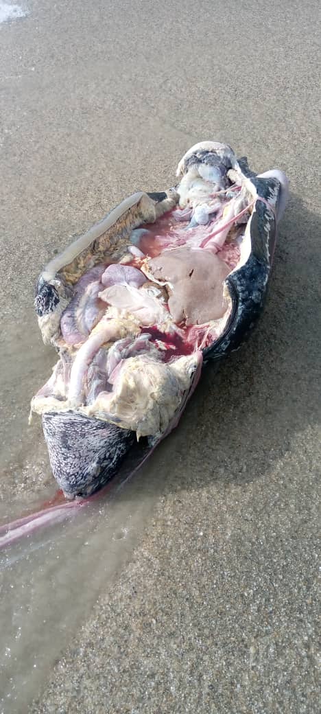 #7May2024 Las noticias de #Cipara fueron terribles. Se presume que la tortuga se ahogó y fue completamente desollada. Los restos (carcass) llegaron así a la playa. #TurtleTuesday #2024tortugasdeParia 1/2