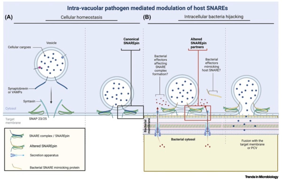 Ritika Chatterjee (@ritikachatterj3) on Twitter photo Happy to share our latest review article on the role of SNAREs in intra-vacuolar bacterial infection; it is one of the featured articles in the current issue of <a href="/TrendsMicrobiol/">Trends in Microbiology</a>
<a href="/DipaLab_IISc/">Prof. Dipshikha Chakravortty's Lab</a>, <a href="/iiscbangalore/">IISc Bangalore</a>
cell.com/trends/microbi… Happy to share our latest review article on the role of SNAREs in intra-vacuolar bacterial infection; it is one of the featured articles in the current issue of <a href="/TrendsMicrobiol/">Trends in Microbiology</a>
<a href="/DipaLab_IISc/">Prof. Dipshikha Chakravortty's Lab</a>, <a href="/iiscbangalore/">IISc Bangalore</a>
cell.com/trends/microbi…