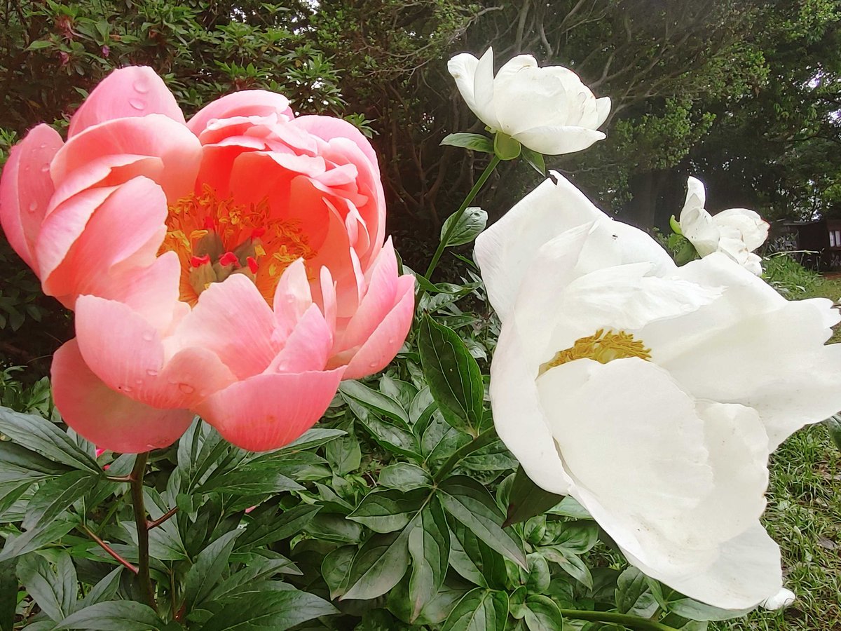 🌸Peony Garden Tokyoつくば牡丹園、現在開園中🌸  

5/8現在、牡丹51株　芍薬40000株以上
花筏　約1000輪が開花中です

🌺 園長日記  5/8
今年も、沢山の新品種が開花しています
冷静ではいられなく、無我夢中で晴れ姿を取り続けていました
雫でのお色直しも、素晴らしい姿です
#花絶景 #芍薬