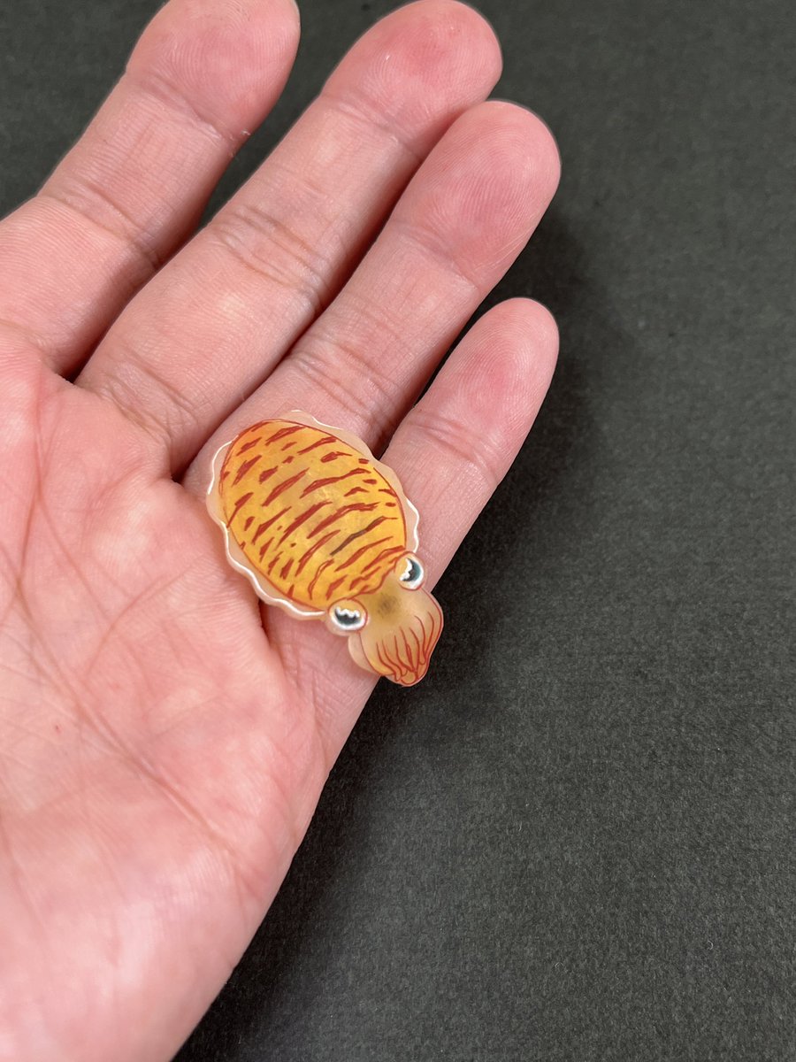 この子、活きが良過ぎて縮む瞬間ぴょんと飛んでトースターの奥の方に落ち込んじゃって💦
お陰で火傷しました( ^ω^ )痛ぇ〜

そこまでリアルじゃなくて良いです笑
(でもコウイカはぴょんとは跳ばない？)