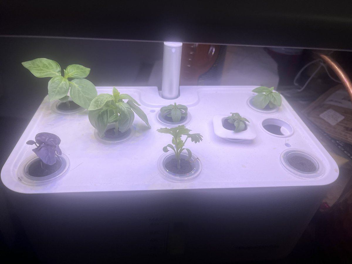 Hydroponic herbs taking root and about to take off 🚀