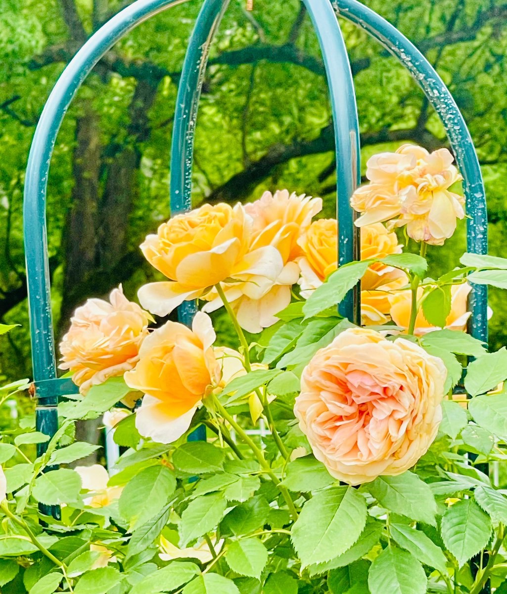 💚新緑と薔薇のコラボ💛
✨眩しい初夏の美しさに心癒されます✨
#京都よきかな  💐【京都府立植物園】
※ 今週日曜(5/12)は👩母の日『無料開園』
