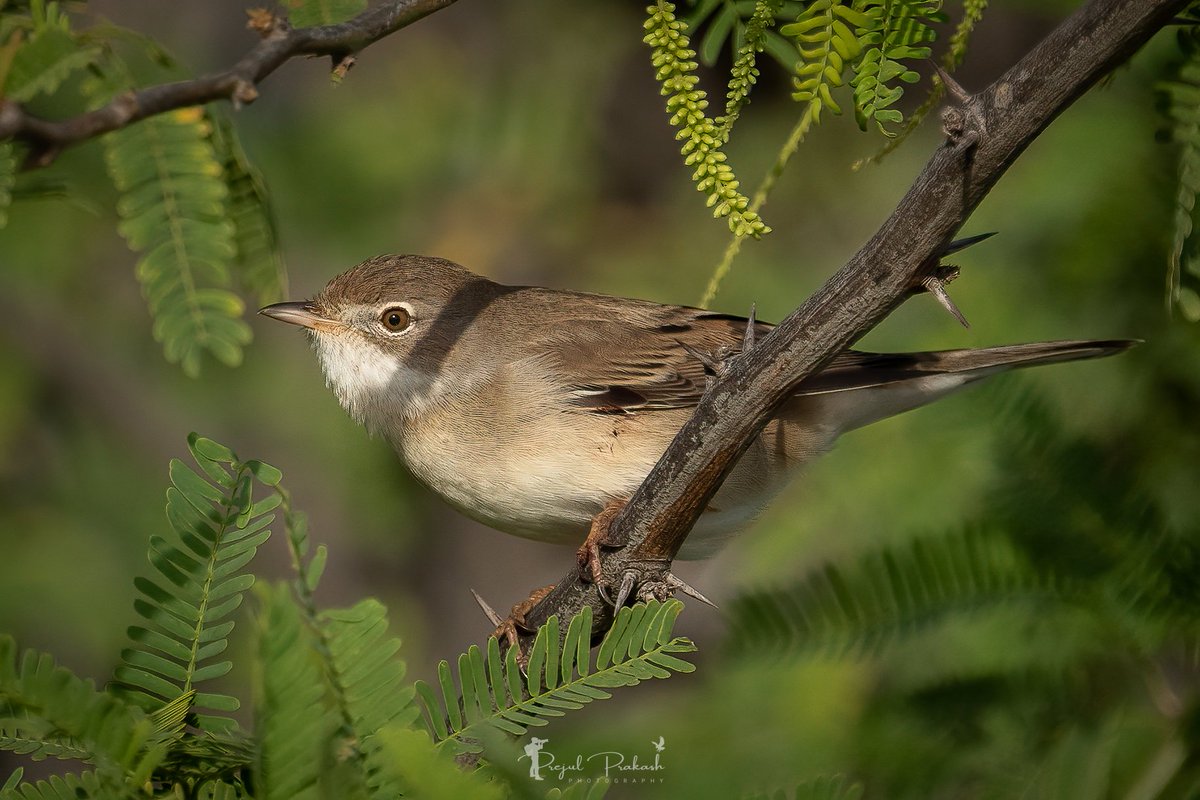 Greater / Common Whitethroat 
#BirdsSeenIn2024 #BirdsOfX #BirdsUp