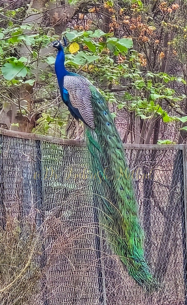 Good morning from #biodiversity #park #peacock #morning #Wednesday #Wednesdayvibe #Delhi
