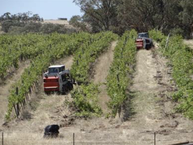 NOW is the time to think about Vineyard Removal - servicing NSW, VIC, SA, WA, TAS, QLD & New Zealand - Vine Sight since 2009 #viticulture #vineyard #winegrapes #grapes @ASVOtweet wineindustryclassifieds.com.au/Classified/vin…