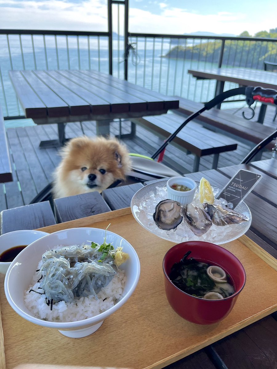 しらす水揚げ日本一‼️兵庫県とは知らなかったです🐾 お腹空いたね🍴 飼主は、生しらす丼と生牡蠣❤ もあは、お家より美味しいドッグフード&おやつだよ🐾✨ #しらす #生しらす丼 #兵庫県 #たつの市 #室津 #ポメラニアン #生牡蠣