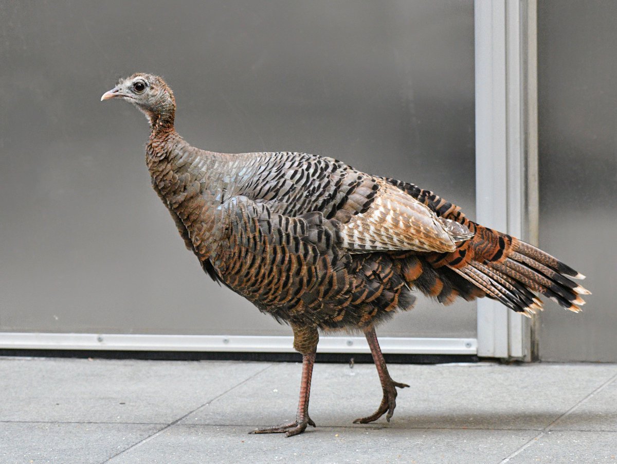 How did midtown's Wild Turkey (evidently a female, and also seemingly of wild origin) get there? The usual pathway is from the Bronx across a narrow creek to Inwood Hill Park and then on south through Manhattan.