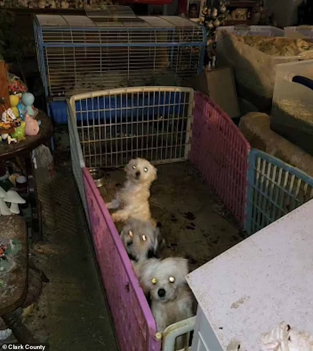 Animal hoarders caught with dozens of live and dead pets inside hotel Carolyn Luke, 72, and Timothy Miller, 79, were arrested in March after police initially discovered 51 guinea pigs and rabbits - 11 dead - in their car after receiving a tip about the cadavers