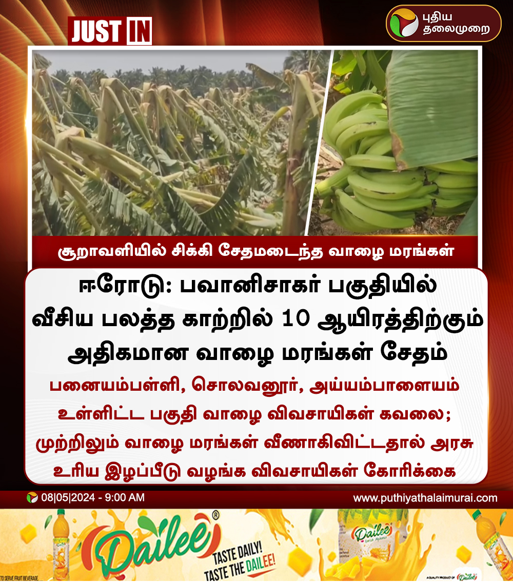 #JUSTIN | சூறாவளியில் சிக்கி சேதமடைந்த வாழை மரங்கள் 

#Erode | #Bhavanisagar | #BananaTrees | #Banana | #Farmers