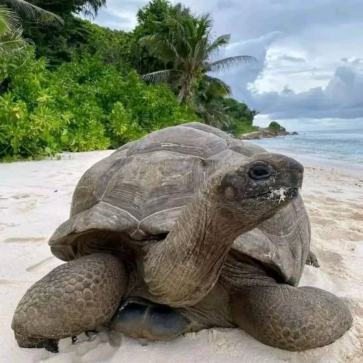 LOVEvANIMAL's tweet photo. To day's best photo
#turtlefamily #turtletime #turtlepower #Turtlebeach #turtle #turtlewax #turtlefacebook #turtleturtle #turtletattoo #turtlelover https://t.co/mbWsqhUYpj