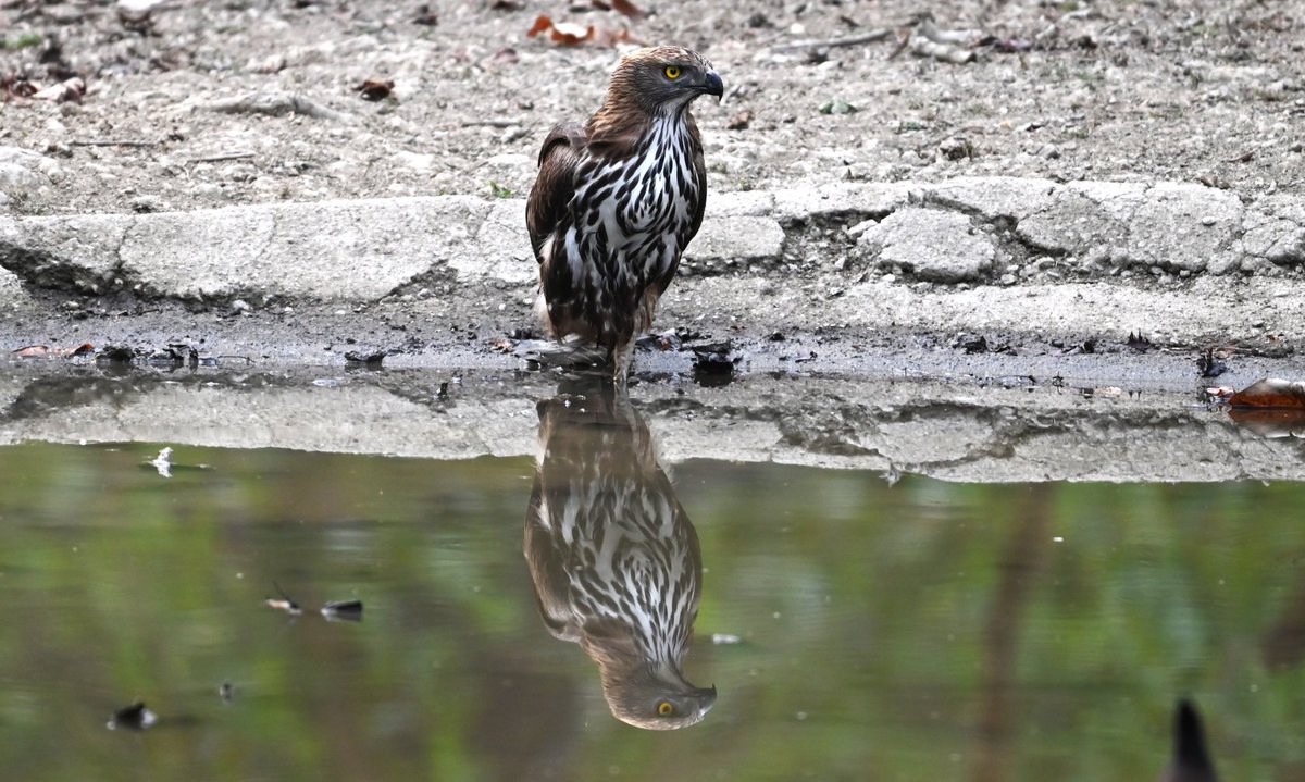 Changeable Hawk Eagle with water image!!!
⁦@DudhwaTR⁩ ⁦@UpforestUp⁩ ⁦@BNHSIndia⁩ ⁦@IndiAves⁩