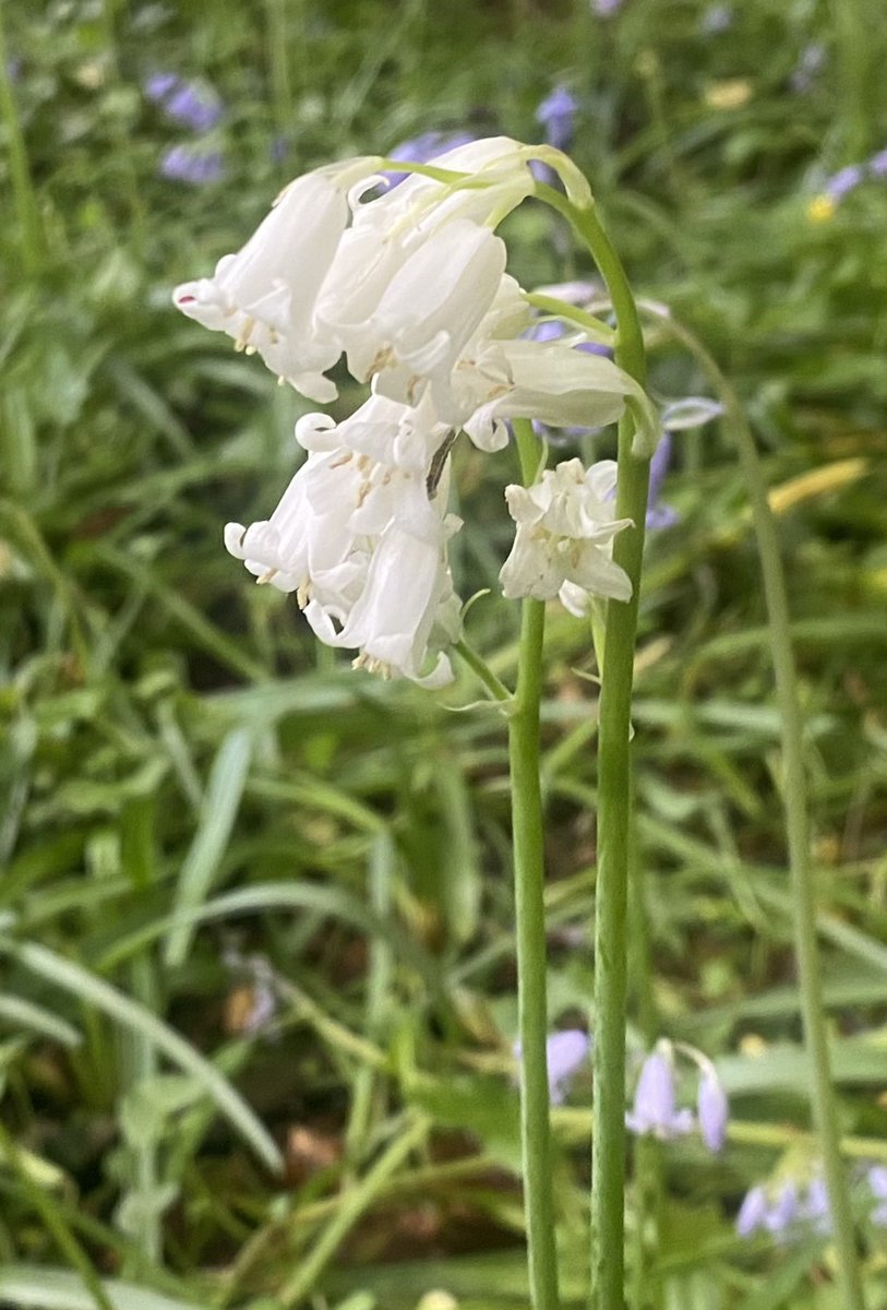 A white bluebell in a sea of blue. Alone yet included
