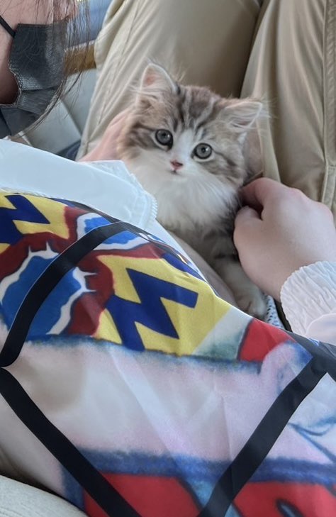 アパートから一軒家になり、お家ににゃん太郎が来ました〜☺️